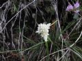 Carex baldensis